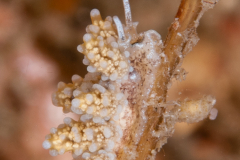 Doto varaderoensis