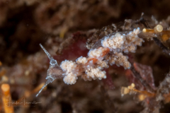 Doto varaderoensis