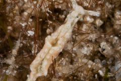 Elysia canguzua