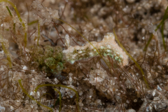 Elysia canguzua