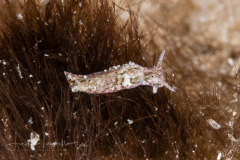 Elysia canguzua