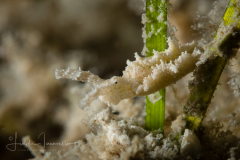 Elysia cornigera 