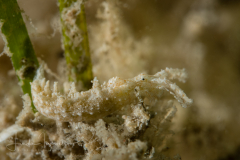 Elysia cornigera
