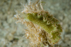 Elysia crispata