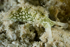 Elysia crispata