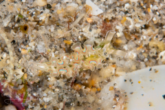 Elysia crispata