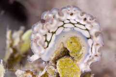 Elysia crispata