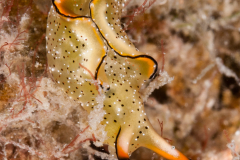 Elysia ornata