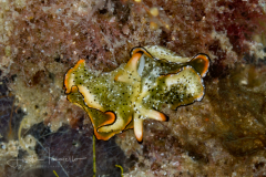 Elysia ornata