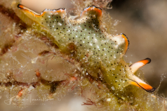 Elysia ornata