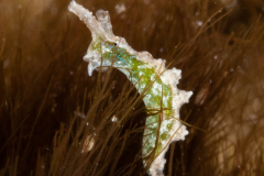 Elysia patina