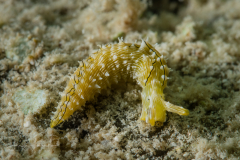 Elysia pratensis