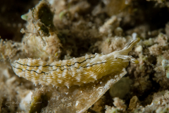 Elysia pratensis
