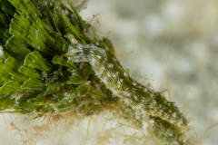 Elysia pratensis