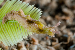 Elysia subornata