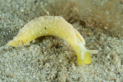 Elysia subornata