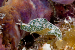 Elysia velutinus