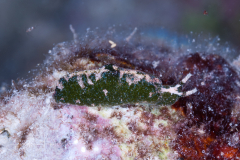 Elysia velutinus