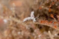 Eubranchus conicla
