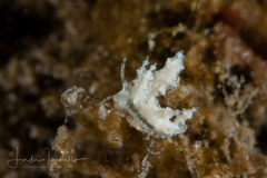 Eubranchus conicla
