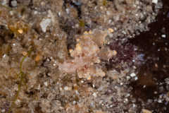 Eubranchus leopoldoi