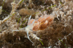 Favorinus auritulus