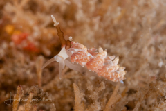 Favorinus auritulus