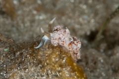 Favorinus auritulus