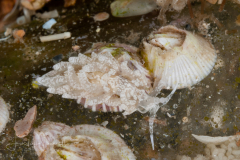 Favorinus auritulus