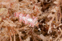 Favorinus auritulus