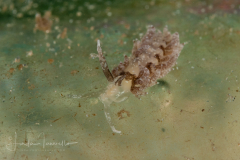 Favorinus auritulus