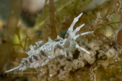 Favorinus auritulus