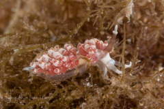 Favorinus auritulus
