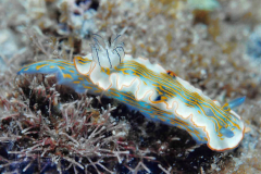 Felimare juliae