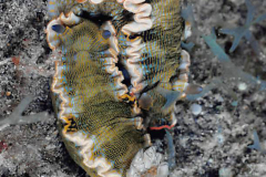 Felimare juliae