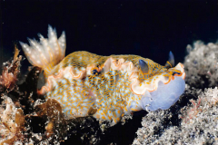 Felimare juliae