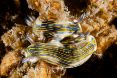 Felimare ruthae