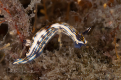 Felimare ruthae