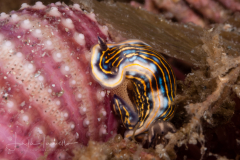 Felimare ruthae