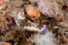 Felimare ruthae