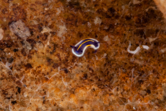 Felimare ruthae - Juvenile