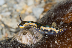 Felimare ruthae