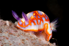 Felimida clenchi - Laying Eggs