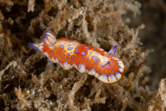 Felimida binza