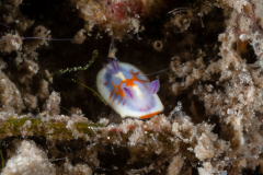 Felimida unknown - Juvenile