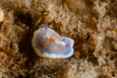 Felimida unknown - Juvenile