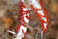 Flabellina dushia