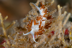 Flabellina dushia