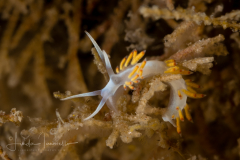 Flabellina dushia