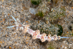Flabellina engeli